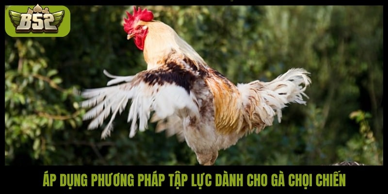 Áp dụng phương pháp tập lực dành cho gà chọi chiến