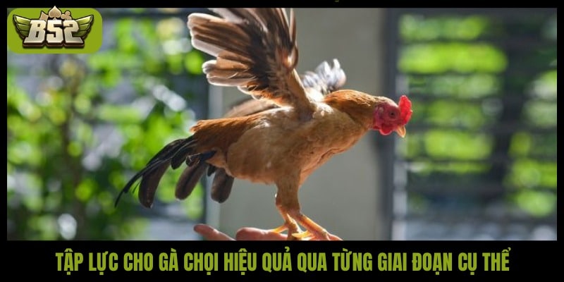 Tập lực cho gà chọi hiệu quả qua từng giai đoạn cụ thể