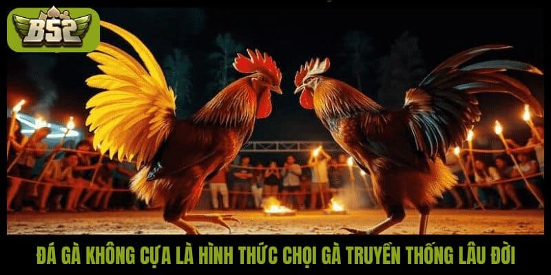 Đá gà không cựa là hình thức chọi gà truyền thống lâu đời