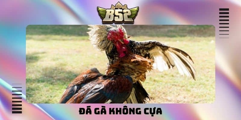 Đá gà không cựa